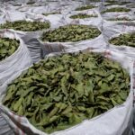 tr bayleaf 2 e1782139396199