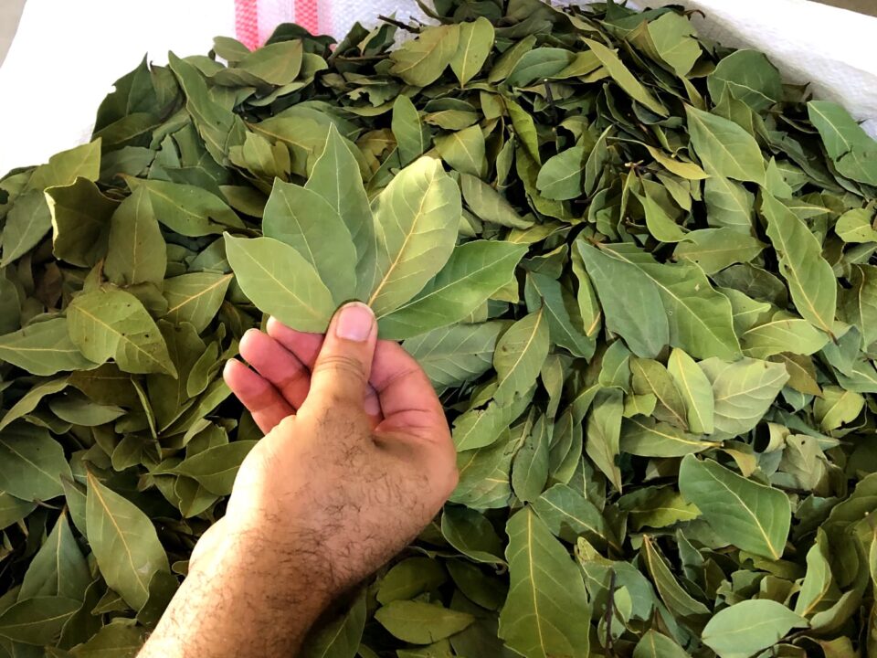 tr bayleaf 6