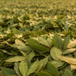 tr bay leaf