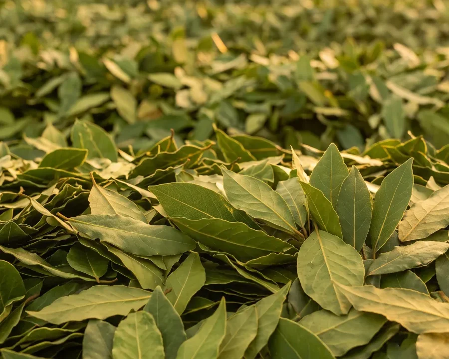 tr bay leaf